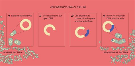 refractometer dna|Recombinant DNA in the Lab .